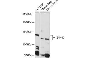 Western blot analysis of extracts of various cell lines, using KDM4C antibody (ABIN6131834, ABIN6142798, ABIN6142799 and ABIN6224562) at 1:1000 dilution. (KDM4C 抗体  (AA 350-570))