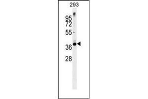 Western blot analysis of Syntaxin 16 / STX16 Antibody (C-term) in 293 cell line lysates (35ug/lane). (Syntaxin 16 抗体  (C-Term))