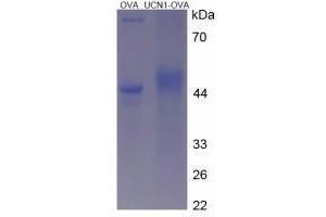 Image no. 3 for Urocortin 1 (UCN1) peptide (Ovalbumin) (ABIN5666400) (Urocortin 1 (UCN1) peptide (Ovalbumin))