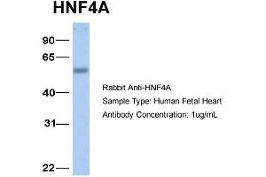 Host:  Rabbit  Target Name:  HNF4A  Sample Type:  Human Fetal Heart  Antibody Dilution:  1. (HNF4A 抗体  (N-Term))