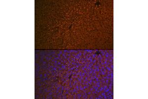 Immunofluorescence analysis of mouse liver using RBP4 Rabbit mAb (ABIN7269951) at dilution of 1:100 (40x lens). (RBP4 抗体)