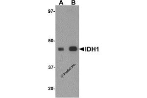 Western Blotting (WB) image for anti-Isocitrate Dehydrogenase 1 (NADP+), Soluble (IDH1) (C-Term) antibody (ABIN1030429) (IDH1 抗体  (C-Term))