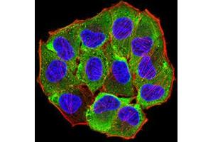 Immunofluorescence analysis of Hela cells using AEBP2 mouse mAb (green). (AEBP2 抗体  (AA 358-495))