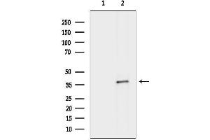 anti-Embigin (EMB) antibody