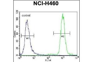 ZNF28 Antibody (N-term) (ABIN655483 and ABIN2845004) flow cytometric analysis of NCI- cells (right histogram) compared to a negative control cell (left histogram). (ZFP28 抗体  (N-Term))