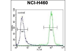 ZNF28 Antibody (N-term) (ABIN655483 and ABIN2845004) flow cytometric analysis of NCI- cells (right histogram) compared to a negative control cell (left histogram).