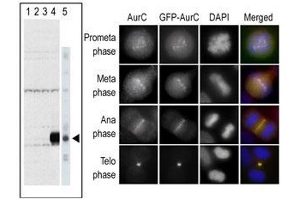 Aurora Kinase C 抗体  (N-Term)