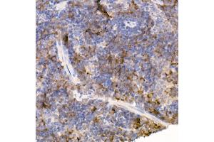 Immunohistochemistry of paraffin-embedded mouse spleen using Bag1 Rabbit mAb (ABIN7265847) at dilution of 1:50 (40x lens). (BAG1 抗体)