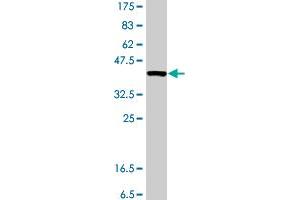 Western Blot detection against Immunogen (37 KDa) . (MYT1 抗体  (AA 586-685))