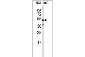 Western blot analysis of anti-ADRB2 Antibody (S364) in NCI-H460 cell line lysates (35ug/lane)