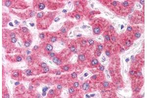 Anti-ENPP3 antibody  ABIN1048561 IHC staining of human liver. (ENPP3 抗体  (Internal Region))