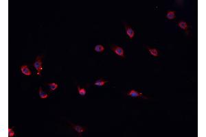 ABIN6276750 staining HepG2? (PROS1 抗体  (N-Term))