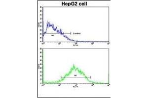Flow cytometric analysis of HepG2 cells using WBP2 Antibody (C-term)(bottom histogram) compared to a negative control cell (top histogram). (WBP2 抗体  (C-Term))