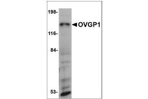Western blot analysis of OVGP1 in 3T3 cell lysate with OVGP1 antibody at 1 µg/ml. (OVGP1 抗体  (N-Term))