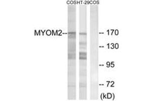 Western blot analysis of extracts from COS7/HT-29 cells, using MYOM2 Antibody. (MYOM2 抗体  (AA 612-661))