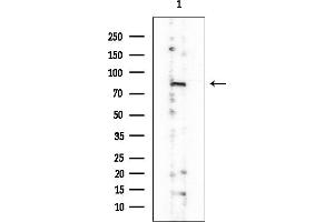 anti-DEAH (Asp-Glu-Ala-His) Box Polypeptide 32 (DHX32) antibody
