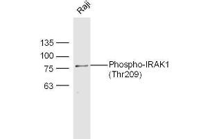 Raji cell lysates probed with Rabbit Anti-IRAK1 (Thr209) Polyclonal Antibody, Unconjugated  at 1:500 for 90 min at 37˚C. (IRAK1 抗体  (pThr209))