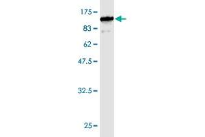 Western Blot detection against Immunogen (90. (GBP1 抗体  (AA 1-592))