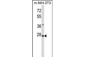 Western blot analysis of RPS8 Antibody (N-term) (ABIN6242934 and ABIN6579050) in NIH-3T3 cell line lysates (35 μg/lane). (RPS8 抗体  (N-Term))