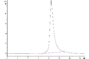 Size-exclusion chromatography-High Pressure Liquid Chromatography (SEC-HPLC) image for SARS-CoV-2 Spike (E484K), (K417N), (N501Y), (RBD) protein (His tag) (ABIN7274387)