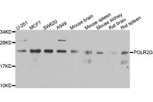 Western blot analysis of extracts of various cells, using POLR2G antibody. (POLR2G 抗体)