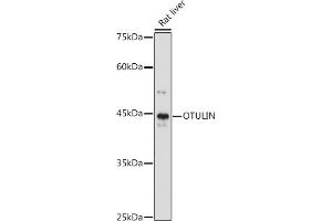 Western blot analysis of extracts of Rat liver, using OTULIN antibody (ABIN7267099) at 1:1000 dilution. (FAM105B 抗体)