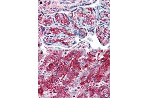 Immunohistochemical staining of formalin-fixed, paraffin-embedded human placenta (A) and human liver (B) tissue after heat-induced antigen retrieval. (PCSK6 抗体)