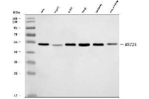 Western blot analysis of MAT2A using anti-MAT2A antibody (ABIN7599120).