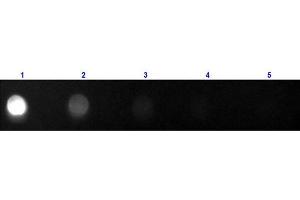 Dot Blot of Anti-CAT IgG F(c ) (GOAT) Antibody Fluorescein Conjugated Dot Blot of Anti-CAT IgG F(c ) (GOAT) Antibody Fluorescein Conjugated.