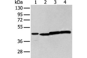 Western blot analysis of 293T cell using NUDT12 Polyclonal Antibody at dilution of 1:300 (NUDT12 抗体)