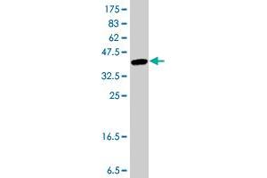 Western Blotting (WB) image for anti-Coronin, Actin Binding Protein, 1C (CORO1C) (AA 375-473) antibody (ABIN565125)