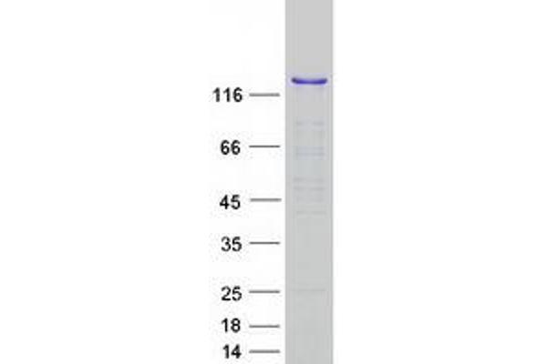 SF3B2 Protein (Myc-DYKDDDDK Tag)
