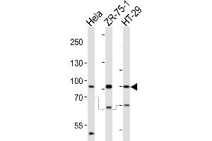 Western blot analysis of lysates from Hela, ZR-75-1, HT-29 cell line (from left to right), using SCUBE2 Antibody (Center ) (ABIN655409 and ABIN2844955). (SCUBE2 抗体  (AA 251-280))