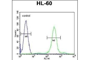 SPECC1 Antibody (Center) (ABIN656081 and ABIN2845427) flow cytometric analysis of HL-60 cells (right histogram) compared to a negative control cell (left histogram). (NSP5 抗体  (AA 705-733))