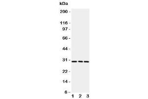 Western blot testing of CD134 / OX40 antibody and rat samples 1:  brain (TNFRSF4 抗体  (N-Term))