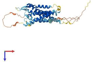 AVPR2 Protein (AA 1-371) (His tag)