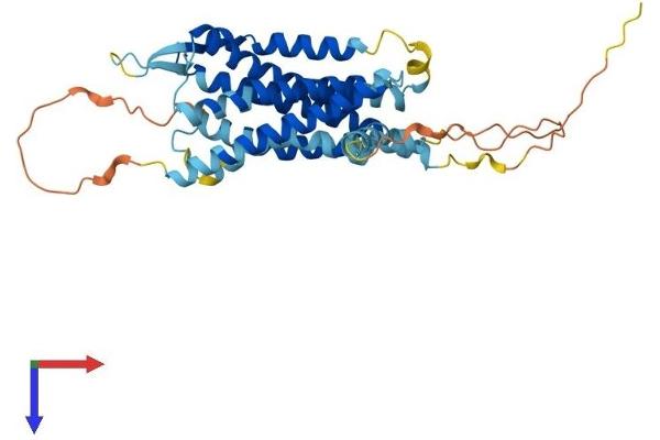 AVPR2 Protein (AA 1-371) (His tag)