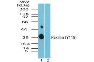 Image no. 1 for anti-Paxillin (PXN) (pTyr118) antibody (ABIN960317) (Paxillin 抗体  (pTyr118))