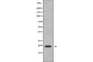 Western blot analysis of extracts from A549 cells, using Histone 1F0 antibody. (Histone H1 抗体  (Internal Region))