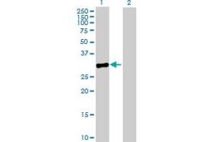 Western Blot analysis of MPPED2 expression in transfected 293T cell line by MPPED2 MaxPab polyclonal antibody. (MPPED2 抗体  (AA 1-294))