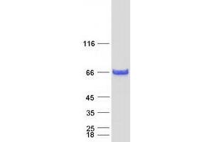 Western Blotting (WB) image for SMAD, Mothers Against DPP Homolog 1 (SMAD1) (Transcript Variant 2) protein (Myc-DYKDDDDK Tag) (ABIN2732214)