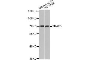 Western blot analysis of extracts of various cell lines, using TRAF3 antibody (ABIN6292132) at 1:500 dilution. (TRAF3 抗体)