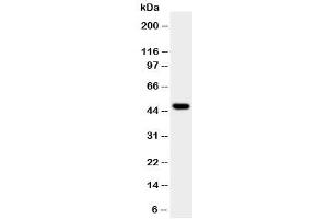 Western blot testing of JNK1 antibody and HT1080 cell lysate.