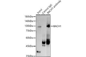 Immunoprecipitation (IP) image for anti-BTB and CNC Homology 1, Basic Leucine Zipper Transcription Factor 1 (BACH1) (AA 1-320) antibody (ABIN7265956)