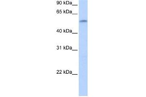 WB Suggested Anti-ZNF280A Antibody Titration:  0. (ZNF280A 抗体  (C-Term))