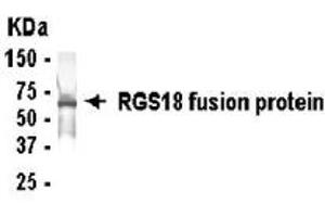 Western Blotting (WB) image for anti-Regulator of G-Protein Signalling 18 (RGS18) (AA 11-100) antibody (ABIN2467882) (RGS18 抗体  (AA 11-100))