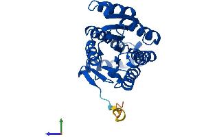 Protein Structure (PS) image for Hydroxyprostaglandin Dehydrogenase 15-(NAD) (HPGD) (AA 1-269) protein (His tag) (ABIN7559811)