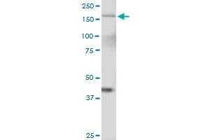 TTBK2 MaxPab polyclonal antibody. (TTBK2 抗体  (AA 1-478))