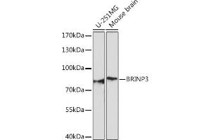 Western blot analysis of extracts of various cell lines, using BRINP3 Rabbit pAb (ABIN7267118) at 1:1000 dilution. (FAM5C 抗体)