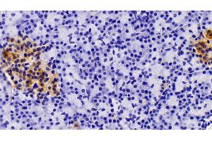Detection of AMH in Porcine Pancreas Tissue using Polyclonal Antibody to Anti-Mullerian Hormone (AMH) (AMH 抗体  (AA 419-575))